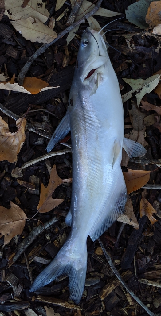 Blue Catfish from Nanjemoy, MD 20662, USA on October 27, 2019 at 0515