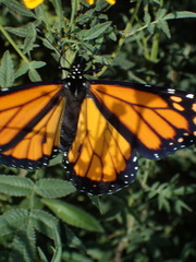 Danaus plexippus