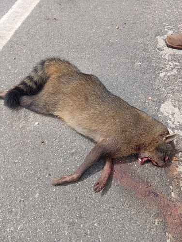 Crab-eating Raccoon