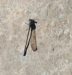 Argia immunda
