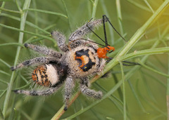 Phidippus regius