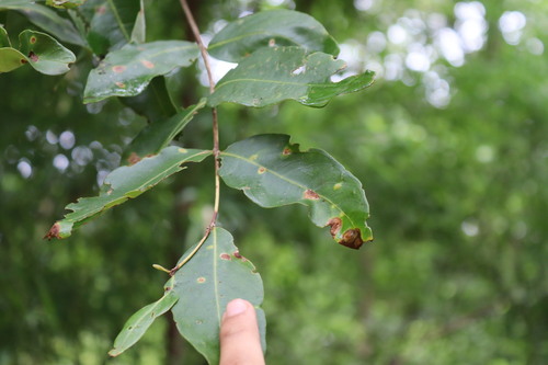 Lagerstroemia parviflora, photograph 6
