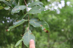 Lagerstroemia parviflora, photograph (c) Vikas D Prasad, some rights reserved (CC BY-SA)