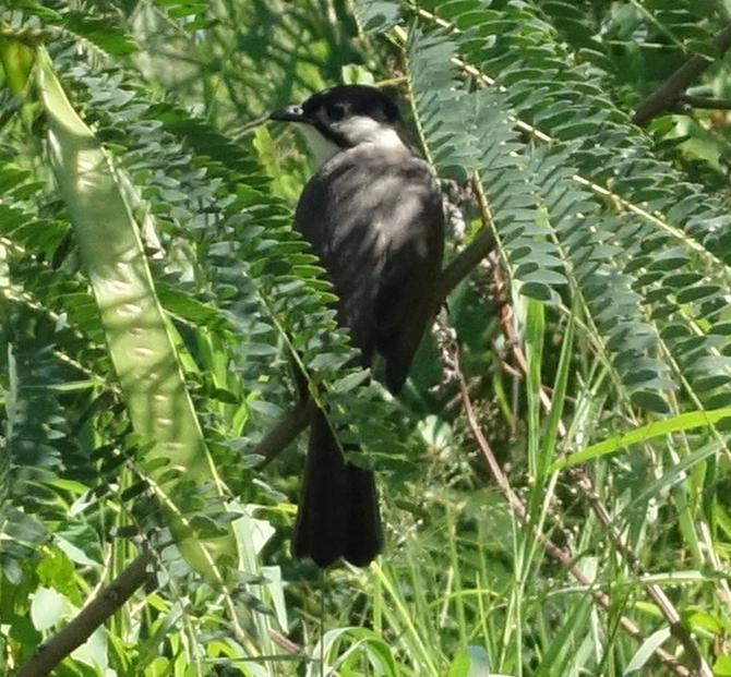 Styan's Bulbul