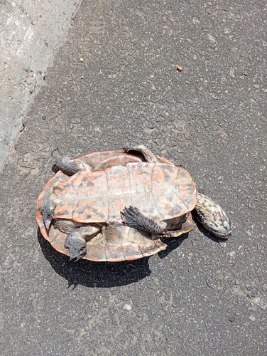 Geoffroy’s Side-necked Turtle