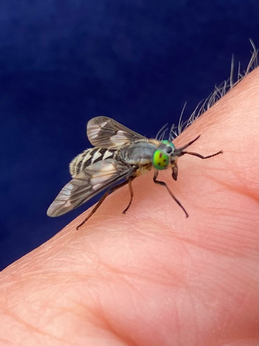 Twin-lobed Deer Fly, photo 3 of 10