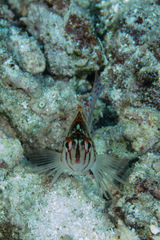 Cirrhitichthys falco