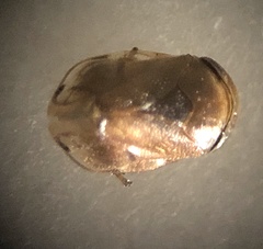Clastoptera xanthocephala