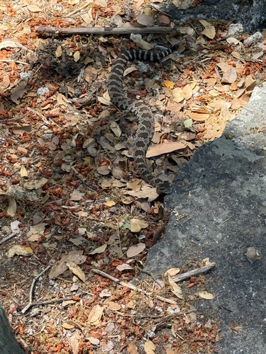iNaturalist observation photo of Northern Pacific Rattlesnake
