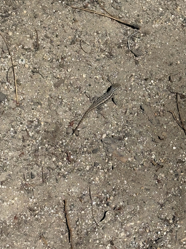 iNaturalist observation photo of Common Sagebrush Lizard