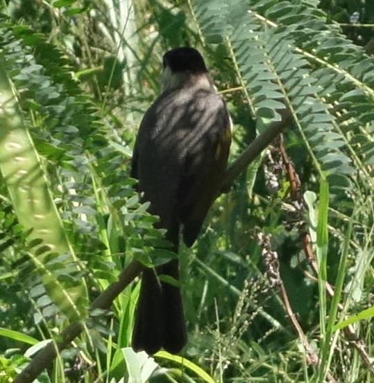 Styan's Bulbul