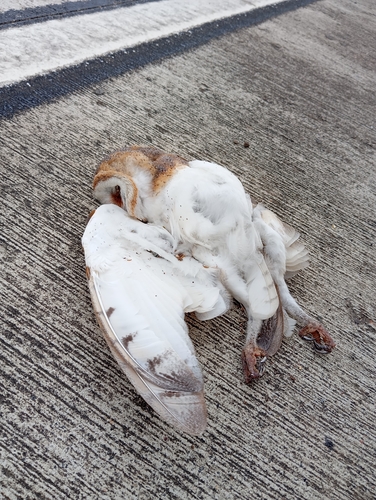 American Barn Owl