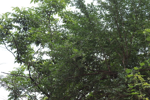 Hesperethusa (Naringi crenulata)