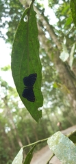 Ionotus alector