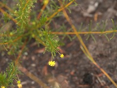 Acacia baueri baueri