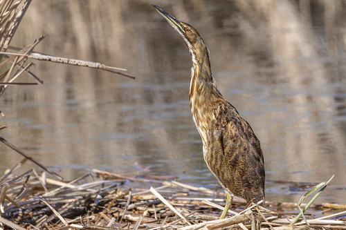 American Bittern photographed in Oregon