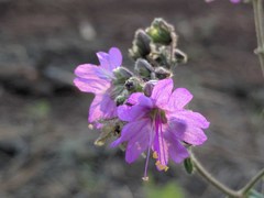Mirabilis comata