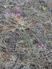 Mirabilis comata