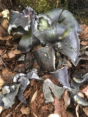 Omphalotus mexicanus