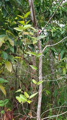 Vincetoxicum indicum