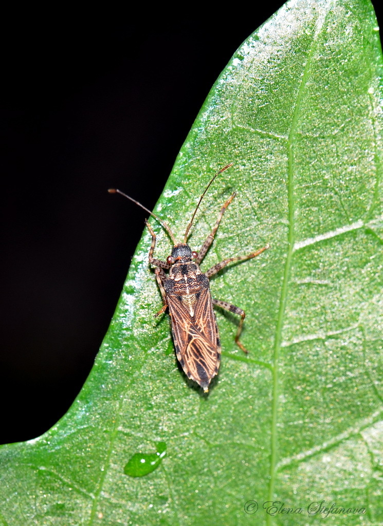 Acanthotyla