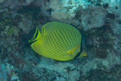 Chaetodon rafflesii