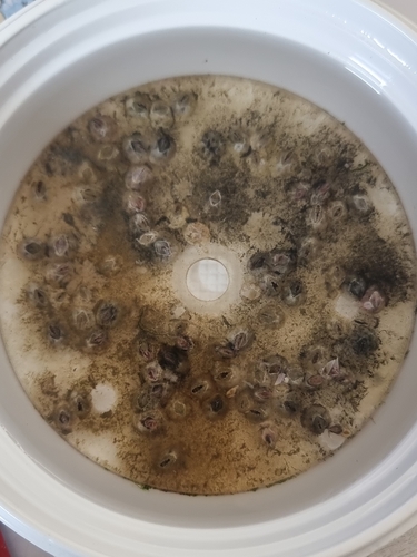 Bay Barnacle