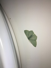 Thalassodes immissaria