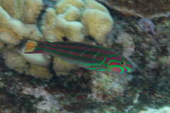 Thalassoma quinquevittatum