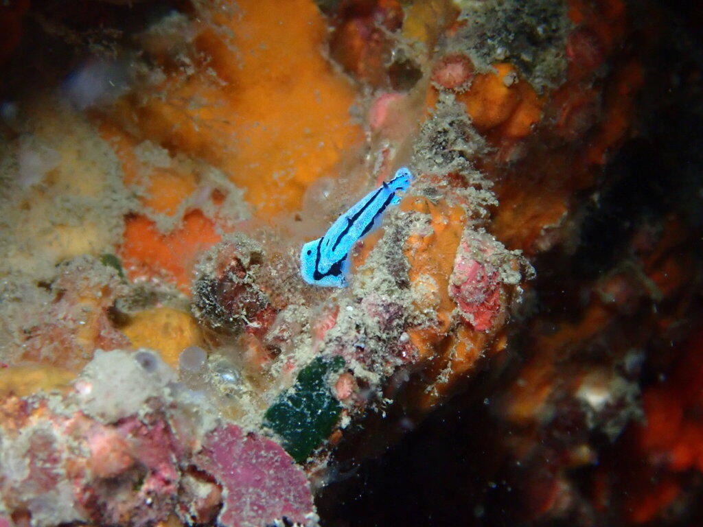 Anne's Phyllidiopsis