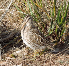 Gallinago magellanica
