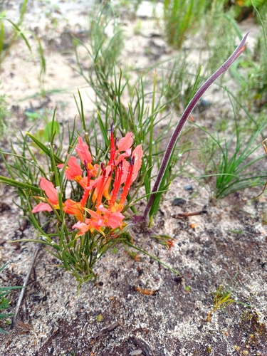 Babiana ringens