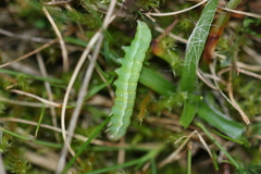 Mamestra brassicae