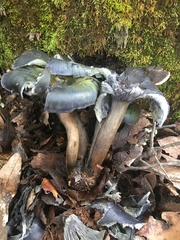 Omphalotus mexicanus