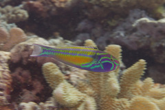 Thalassoma quinquevittatum
