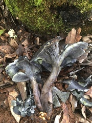 Omphalotus mexicanus