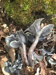 Omphalotus mexicanus