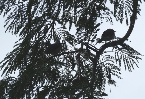 Jacaranda copaia (Jacaranda copaia)
