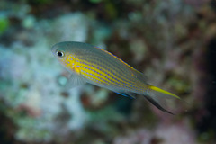 Pycnochromis vanderbilti