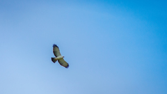 Spizaetus melanoleucus