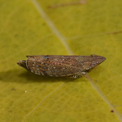 Scaphytopius acutus