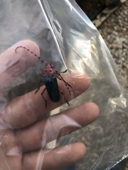 Stenaspis verticalis insignis