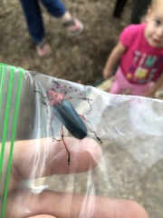 Stenaspis verticalis insignis