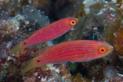 Cirrhilabrus scottorum