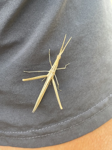 Mediterranean Slant-faced Grasshopper