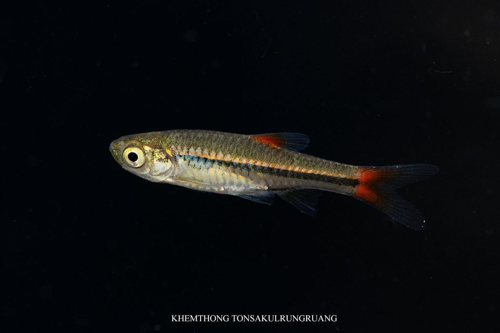 Cherry Spot Rasbora