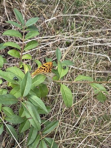 Cardinal Butterfly