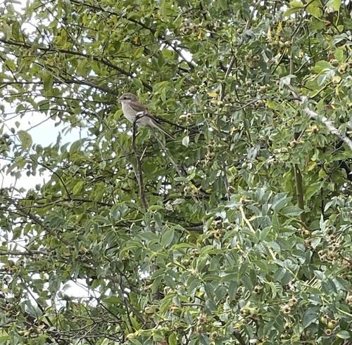 Red-backed Shrike