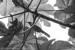 Coccyzus longirostris