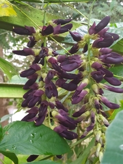 Mucuna